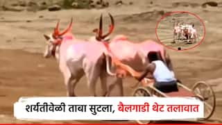 рд╢рд░реНрдпрддреАрд╡реЗрд│реА рддрд╛рдмрд╛ рд╕реБрдЯрд▓рд╛, рджреЛрдиреНрд╣реА рдмреИрд▓рд╛рдВрдирд╛ рдЧрд│рдлрд╛рд╕ рдмрд╕рд▓рд╛, рдмреИрд▓рдЧрд╛рдбреА рдереЗрдЯ рддрд▓рд╛рд╡рд╛рдд, рд╣рд╛рджрд░рд╡рдгрд╛рд░рд╛ рдЕрдкрдШрд╛рдд!