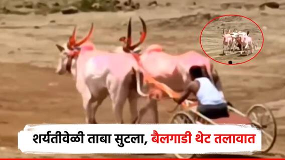 शर्यतीवेळी ताबा सुटला, दोन्ही बैलांना गळफास बसला, बैलगाडी थेट तलावात, हादरवणारा अपघात!
