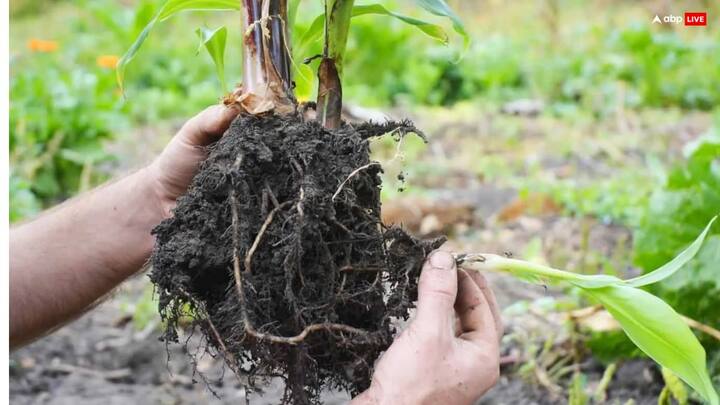 गुरुवार के दिन सुबह केले के पेड़ की 11 बार परिक्रमा करें. फिर केले की जड़ में गुड़, चना दाल और हल्दी की गांठ चढ़ाएं. मान्यता है इससे नौकरी में आ रही बाधा खत्म होती है और आर्थिक रूप से व्यक्ति मजबूत होता है.