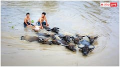 अब नहीं रहेगा लम्पी स्किन डिजीज का डर, भारत बायोटेक ने लॉन्च की नई वैक्सीन