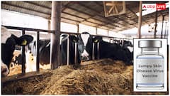 अब नहीं रहेगा लम्पी स्किन डिजीज का डर, भारत बायोटेक ने लॉन्च की नई वैक्सीन