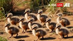 ऑपरेशन सिंदूर के बाद जैसलमेर से अजमेर भेजे गए GIB के 9 नन्हें परिंदे, जानें- क्या है वजह?