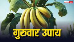 Guruwar Upay: केले की जड़ से जुड़ा कौन सा उपाय भाग्य बदल सकता है ?
