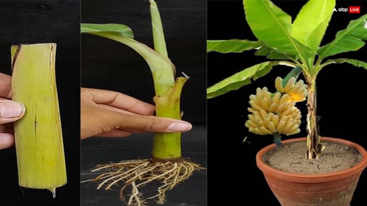 विवाह में विलंब हो रहा है. अच्छे रिश्ते आने के बाद भी शादी तक बात नहीं पहुंच रही तो गुरुवार के दिन पीले कपड़े पहनकर केले की जड़ की पूजा करें. इसकी जड़ में पीला धागा बांधें. इससे शादी के योग बनते हैं.