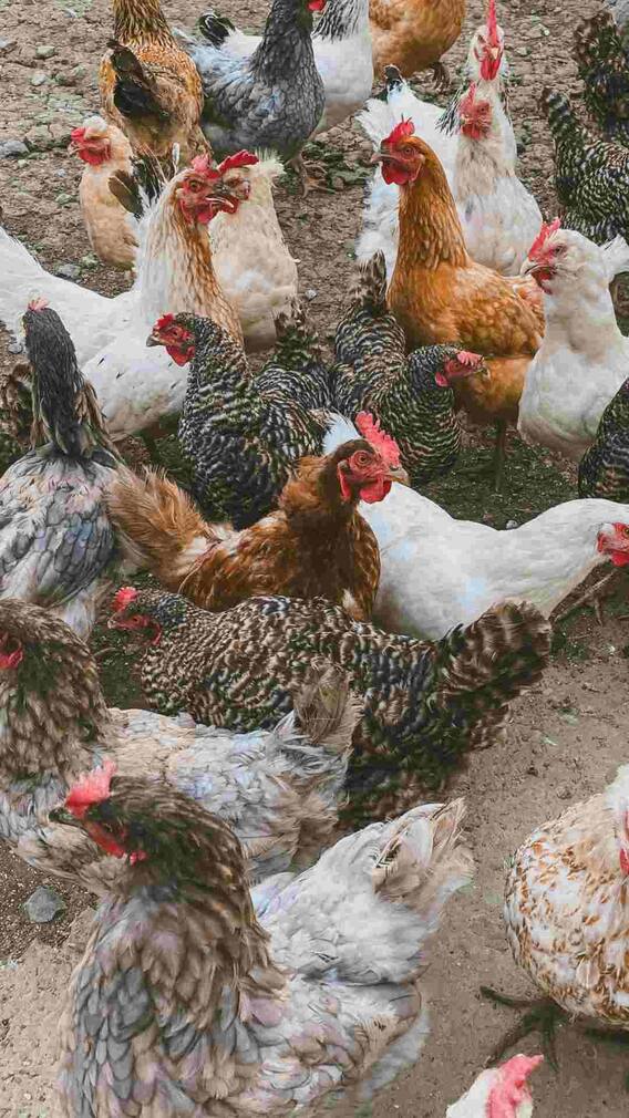 कितना ऊंचा उड़ सकता है मुर्गा