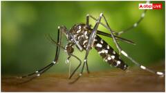 किस देश में डेंगू से सबसे ज्यादा होती हैं मौतें, किस नंबर पर आता है भारत?