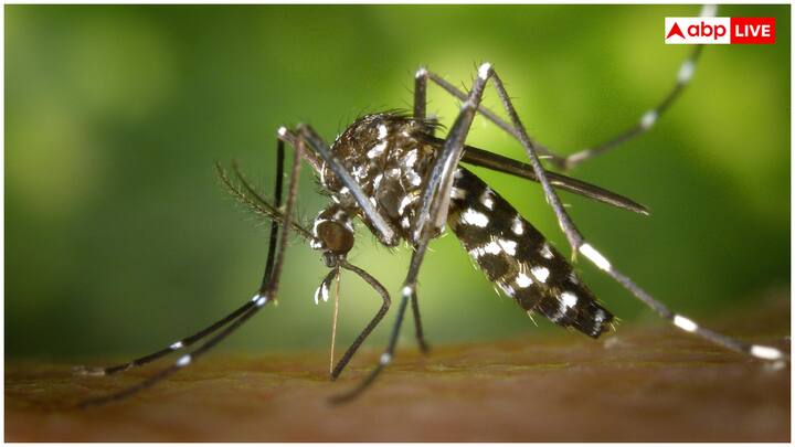 Dengue is a viral disease that spreads from the bites of Aedes mosquito (mainly Aedes Egypt). The disease is more common in tropical and sub-triangular regions, but due to climate change, urbanization and global journey it is now spreading in areas where it was not before.