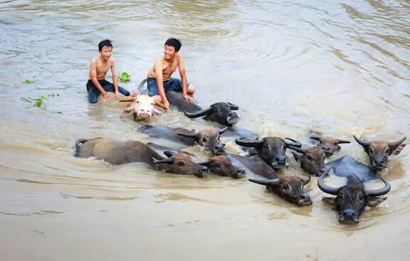 જો આપણે પશુપાલન અને ડેરી મંત્રાલયના ડેટા પર નજર કરીએ તો ભારતમાં LSDનો પ્રકોપ બે વાર ફેલાયો છે. પહેલી વાર આ રોગનો કહેર 2019માં જોવા મળ્યો હતો, જ્યારે બીજી વાર આ રોગ 2022 દરમિયાન ફેલાયો હતો.