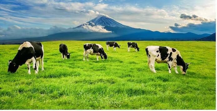 કંપનીએ કહ્યું હતું કે આ એક લાઇવ એટેન્યુએટેડ માર્કર રસી છે. તે ભારતીય કૃષિ સંશોધન પરિષદ-રાષ્ટ્રીય અશ્વવિષયક સંશોધન કેન્દ્ર (ICAR-NRCE), હિસાર દ્વારા બાયોવેટના સહયોગથી LSD વાયરસ/રાંચી/2019 વેક્સીન સ્ટ્રેનનો ઉપયોગ કરીને વિકસાવવામાં આવ્યું હતું.