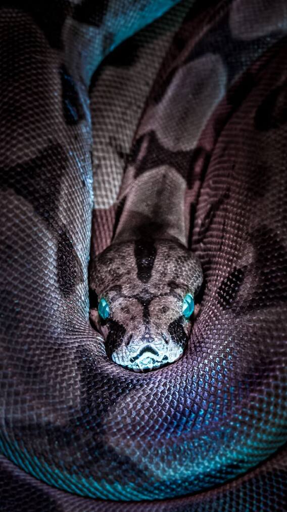 'कोब्रा' आणि 'किंग कोब्रा' साप कसा ओळखायचा?