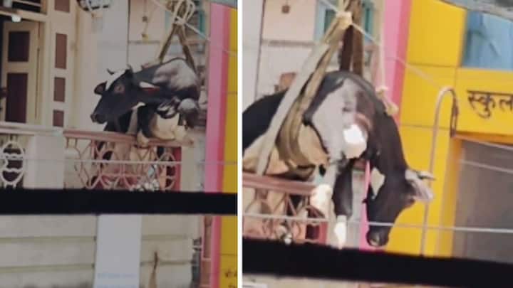 त्यानंतर काहीवेळेतच अग्नीशामक दलाने गाईला क्रेनच्या सहाय्याने व्यवस्थित खाली उतरवलं. या घटनेचा व्हिडीओ सध्या सोशल मिडियावर मोठ्या प्रमाणावर व्हायरल होत आहे.