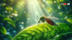 National Dengue Day: मच्छर के कांटने से घबराएं नहीं, डेंगू से बचाव के लिए अपनाएं ये आसान उपाय