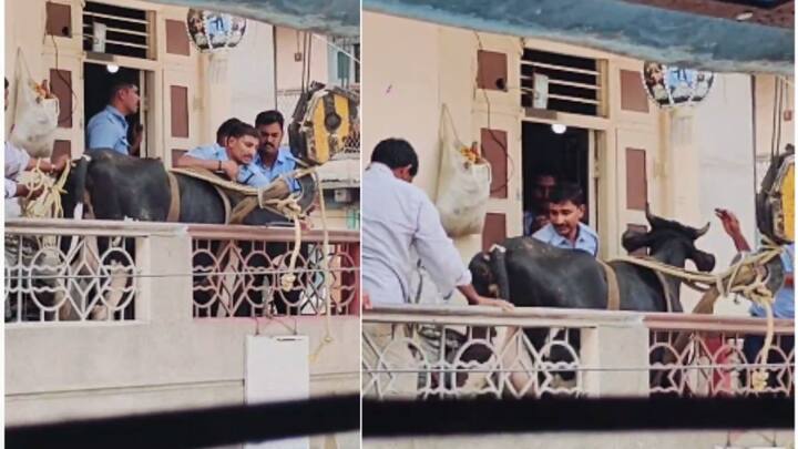 गाय दुसऱ्या मजल्यावर गेली खरी, पण तीला त्या जिन्यावरून खाली उतरता येईना. ती तिथेच बराच काळ थांबली,या घटनेची माहिती अग्नीशामक दलाला देण्यात आली.