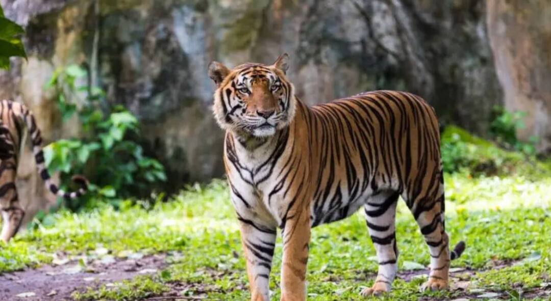Chandrapur Tadoba Andhari Tiger Reserve Territorial fight between tigers Terror of CM ended Three Tiger due to battle for residence Maharashtra Marathi news Chandrapur News : ताडोब्यात 'सीएम' चीच दहशत; अधिवासाच्या लढाईत तिघांना पाठवलं यमसदनी; राज्यातील पहिली अन् एकमेव घटना