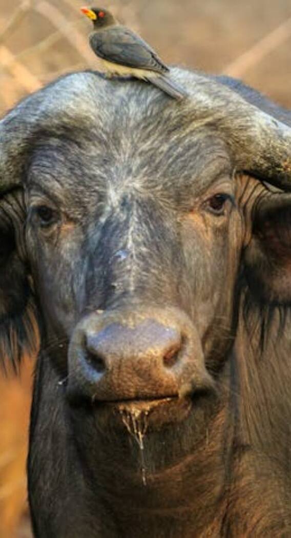 कहां मिलती है दुनिया की सबसे छोटी भैंस