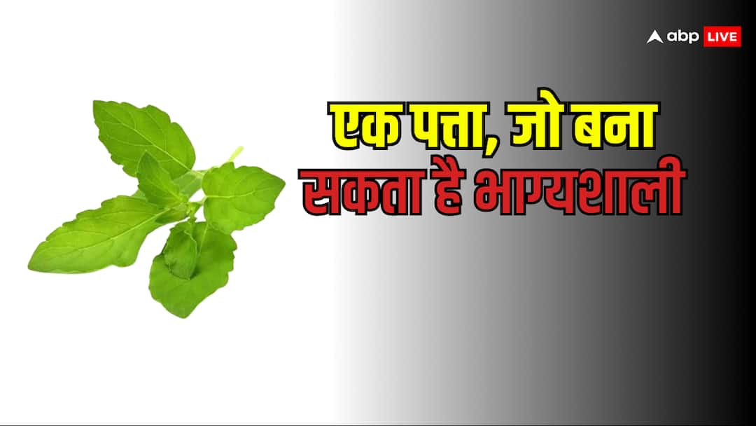 tulsi patta dhan laxmi ke upay lal rumal Get wealth happiness prosperity from Vastu Tips Holy Basil: तुलसी का सिर्फ 1 पत्ता पलट सकता है आपकी किस्मत! ये रहस्य जानकर हैरान रह जाएंगे