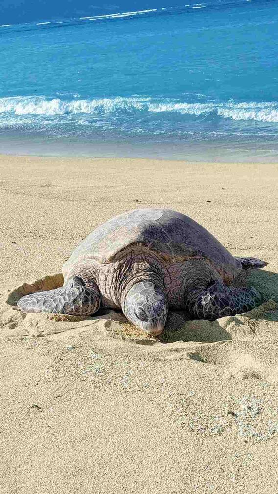 ये कछुआ तो कमाल है! 51 दिनों में चला 1000 किलोमीटर