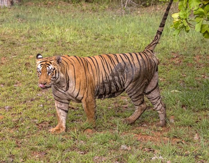 नयनतारा ही छोटा मटकाची प्रेयसी वाघीण आहे. आपला अधिवास आणि प्रेयसी नयनतारा यांच्या आड येणाऱ्या प्रत्येक वाघाला त्यानं यमसदनी पाठवलंय.या तीन वाघांमध्ये तरुण वाघ ब्रम्हा याचाही समावेश आहे.