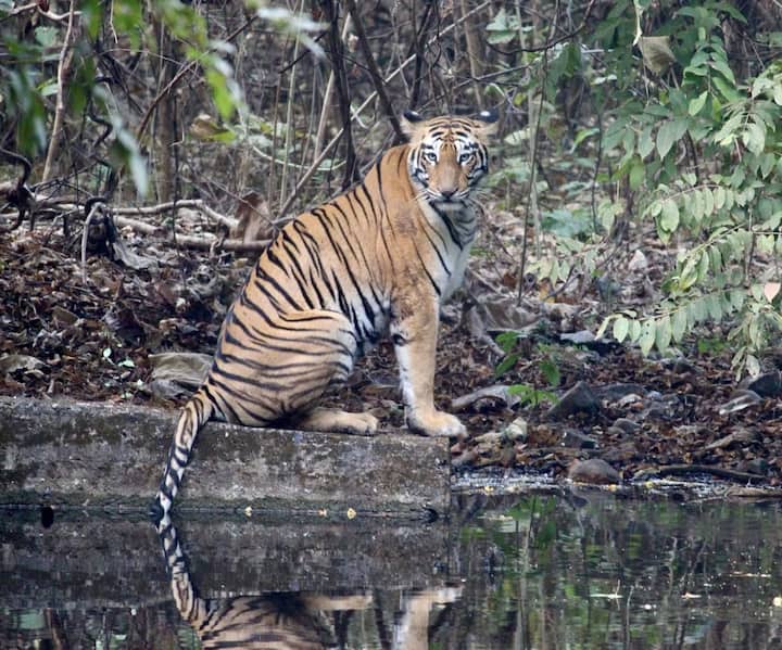 ताडोबाच्या रामदेगी या परिसरात छोटा मटका या वाघाचा अधिवास आहे.