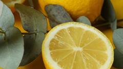 National Dengue Day 2025 — 8 Safe And Easy Homemade Mosquito Repellents