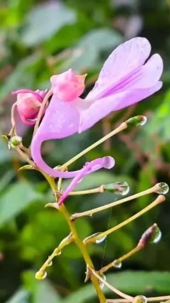 9 Unique Plants Of South India