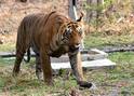 Tadoba Chota Matka Fighting: छोटा मटकाने प्रियसीसाठी घेतला 3 वाघांचा जीव; ताडोबा जंगलात प्रेमयुद्ध पेटलं, काय घडलं?, PHOTO