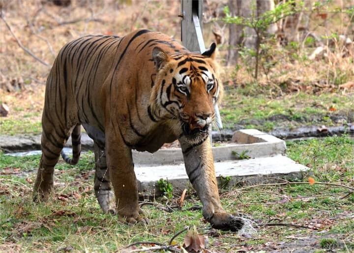 चंद्रपूरच्या ताडोबा जंगलात छोटा मटका या वाघाने आपल्या प्रेयसीसाठी तीन वाघांचा फाडशा पाडला. यामध्ये छोटा मटकाही गंभीर जखमी झाला.