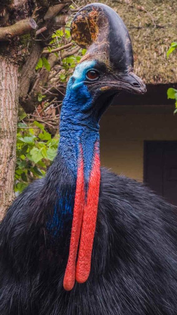 ये है दुनिया का सबसे खतरनाक पक्षी