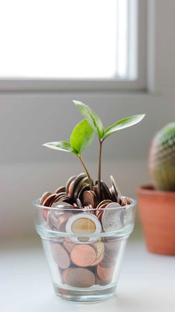 घराच्या 'या' दिशेला लावा मनी प्लांट!