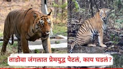 Tadoba Chota Matka Fighting: छोटा मटकाने प्रियसीसाठी घेतला 3 वाघांचा जीव; ताडोबा जंगलात प्रेमयुद्ध पेटलं, काय घडलं?, PHOTO
