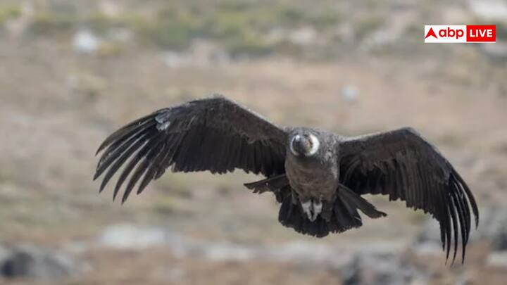 सफेद पूंछ वाला ईगल सबसे ज्यादा वजनी पक्षी की लिस्ट में पांचवें स्थान पर आता है. इसका वजन 6.8 पाउंड से 15.2 पाउंड के आसपास होता है, जिसको किलोग्राम में 3.1 किलोग्राम से 6.9 किलोग्राम तक मानते हैं. यह काफी पावरफुल शिकारी माना जाता है.