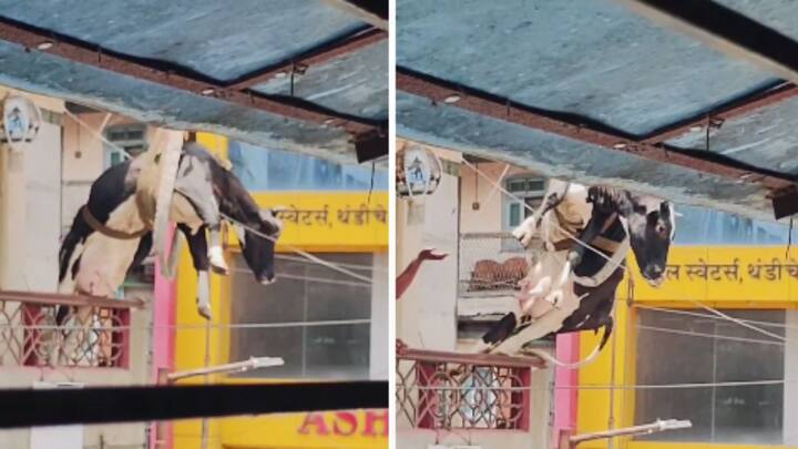 तो जिना निमुळता असल्याने गाईला खाली उतरता येईना. नंतर तिला क्रेनच्या सहाय्याने तिला खाली उतरविण्यात आलं आहे.