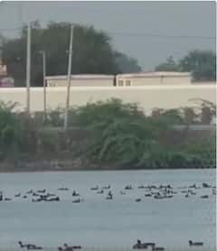 पुरुन्कुलम में दिखे दुर्लभ प्रजाति के यूरेशियन कूट पक्षी | ABP NEWS SHORTS