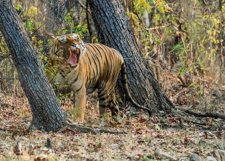 चंद्रपूरच्या ताडोबा जंगलात प्रेमयुद्ध पेटल्याचं दिसून आलं.