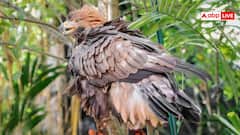 ये है दुनिया का सबसे भारी उड़ने वाला पक्षी, देख लीजिए शिकारियों की पूरी लिस्ट