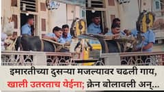 Pune News: ...म्हणून इमारतीच्या दुसऱ्या मजल्यावर चढली गाय, खाली उतरताच येईना; पुण्यात क्रेन बोलावून पार पडलं 