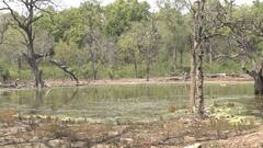 Uttarakhand: राजाजी नेशनल पार्क में जानवरों की प्यास बुझाने के खास इंतजाम, जगह-जगह बनाए गए वॉटर होल्स