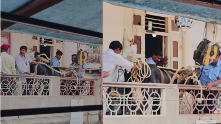 पुण्यातील रविवार पेठ परिसरातील कापड गल्ली इथं असणाऱ्या एका इमारतीच्या दुसऱ्या मजल्यावर एक गाय पायऱ्या चढून वरती गेली.