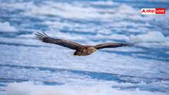 ये है दुनिया का सबसे भारी उड़ने वाला पक्षी, देख लीजिए शिकारियों की पूरी लिस्ट