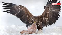 ये है दुनिया का सबसे भारी उड़ने वाला पक्षी, देख लीजिए शिकारियों की पूरी लिस्ट