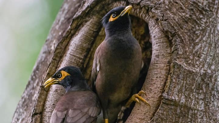 আগামী ২৪ ঘণ্টায় দক্ষিণবঙ্গের একাধিক জেলায় কালবৈশাখীর সতর্কতা। বজ্রপাত শিলাবৃষ্টির সঙ্গে ৬০ থেকে ৭০ কিলোমিটার গতিবেগে দমকা ঝোড়ো বাতাস বইতে পারে। কলকাতা সহ দক্ষিণবঙ্গের সব জেলাতেই গরম ও অস্বস্তিকর আবহাওয়া।
