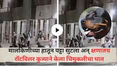 मालकिणीच्या हातून पट्टा सुटला अन् रॉटविलरची 4 महिन्यांच्या चिमुकलीवर झडप, लचके तोडून जीव घेतला, अंगावर काटा आणणारा Video