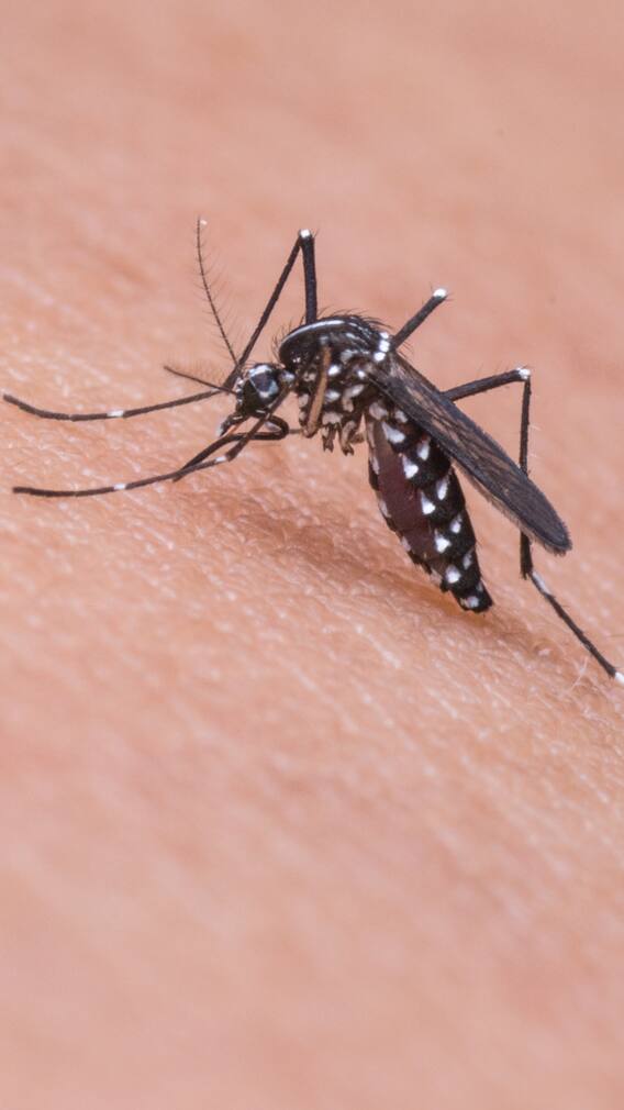 ਕੀ ਨਸ਼ਾ ਕਰਨ ਵਾਲਿਆਂ ਨੂੰ ਕੱਟਦਾ ਜ਼ਿਆਦਾ ਮੱਛਰ?