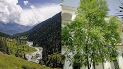पहलगाम में कई सालों से है ये अकेला पेड़, इसके नाम से मशहूर है यहां का एक टूरिस्ट प्लेस