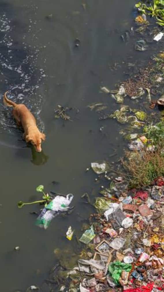 दिल्ली के एसटीपी साबित हुए फेल, यमुना बनी सीवेज का दरिया