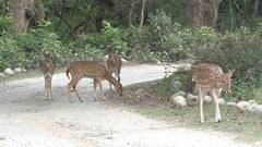Uttarakhand: राजाजी नेशनल पार्क में जानवरों की प्यास बुझाने के खास इंतजाम, जगह-जगह बनाए गए वॉटर होल्स