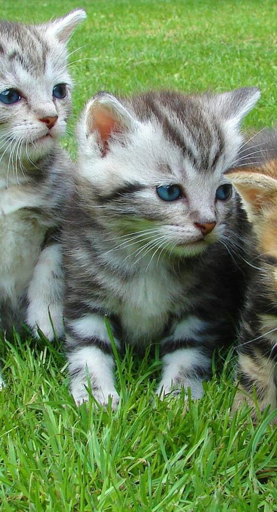 अमेरिका में नहीं पाल सकते हैं ये जानवर