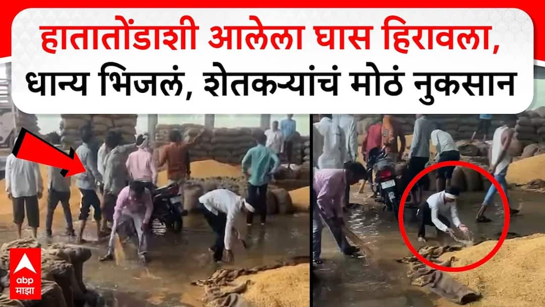 Amravati Rain Loss : अमरावतीच्या धामणगावातील बाजार समितीत पावसामळे शेतकऱ्यांचं मोठं नुकसान