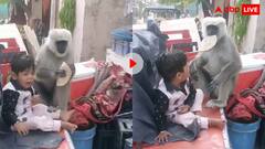 बच्चे के हाथ से रोटी छीनकर खाने लगा लंगूर, देखते ही मासूम की निकल गई चीख; वीडियो वायरल