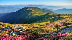 Top Flower Valleys In India Every Nature Lover Must Visit